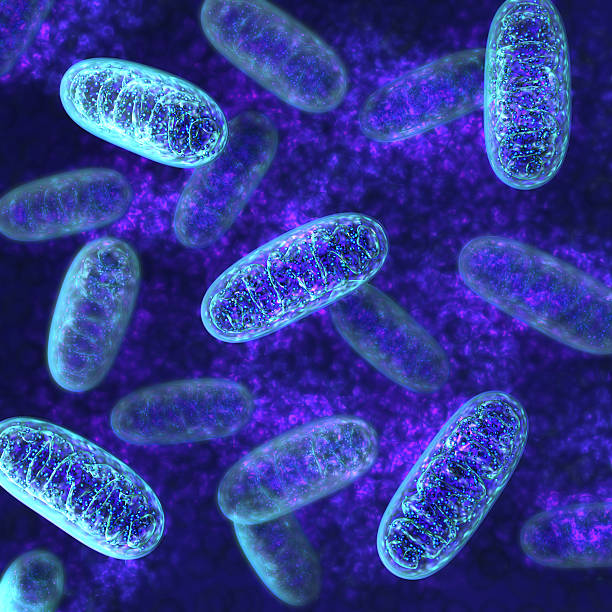 Small Intestinal Bacterial Overgrowth